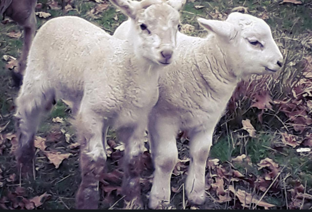 Ecogite Rural La Cle Des Champs Peyrelongue-Abos Dış mekan fotoğraf